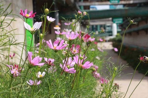 ***綠色工廠 | 感受一滕新材料“花園式工廠”夏日美景?