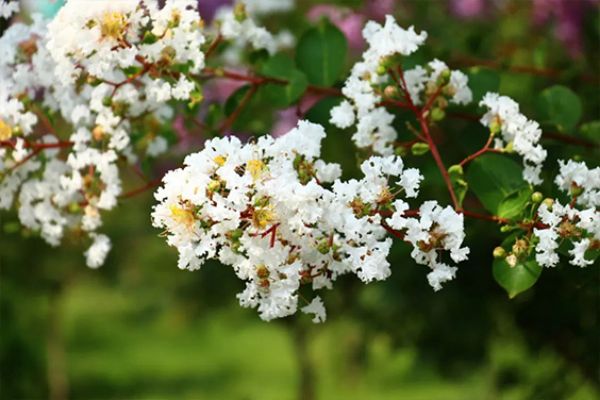 ***綠色工廠 | 感受一滕新材料“花園式工廠”夏日美景?