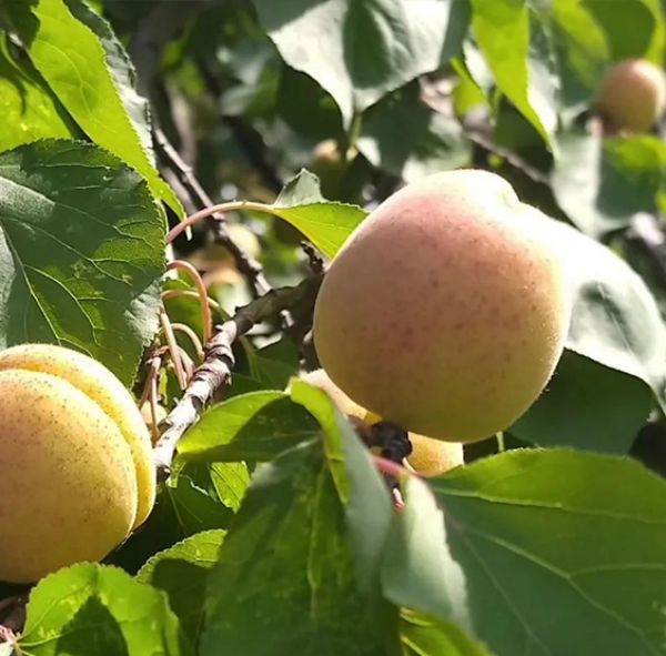 ***綠色工廠 | 感受一滕新材料“花園式工廠”夏日美景?